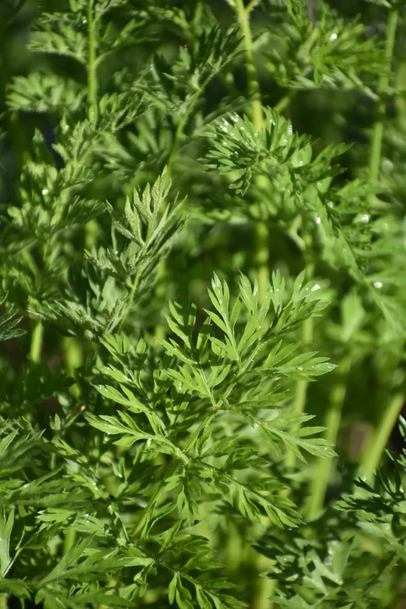 plante-aromatique-ferme-rocheblanche-haut-jura-rixouse-2022